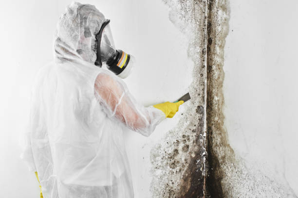 Best Mold Removal and Inspection  in Vienna, IL