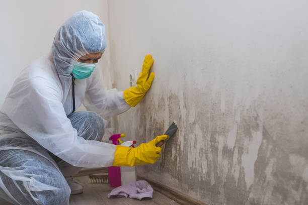 Office Mold Removal Services in Vienna, IL
