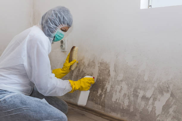 Best Toxic Mold Removal  in Vienna, IL