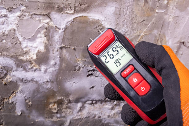 Best Home Mold Removal  in Vienna, IL
