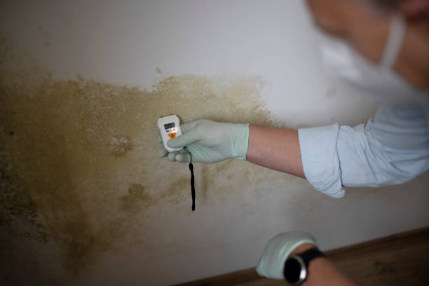 Best Office Mold Removal Services  in Vienna, IL