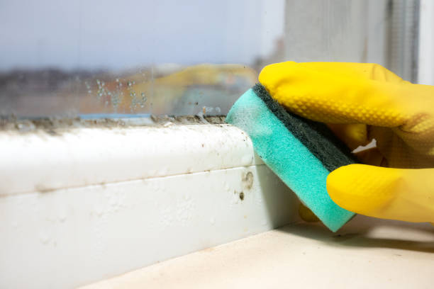Best Residential Mold Removal  in Vienna, IL