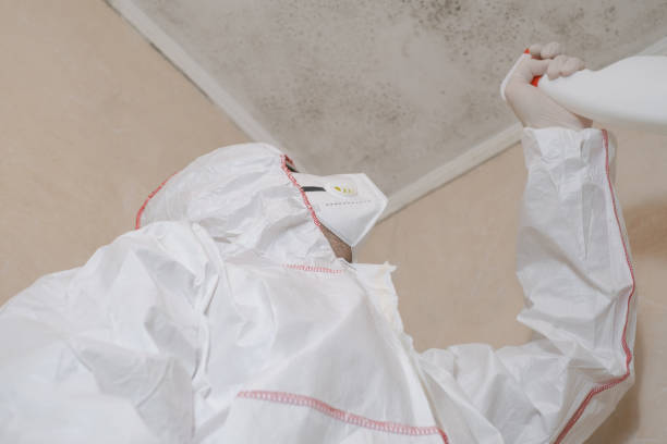 Best Mold Remediation  in Vienna, IL