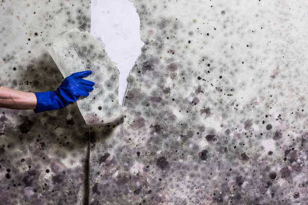 Best Mold Cleaning Services  in Vienna, IL