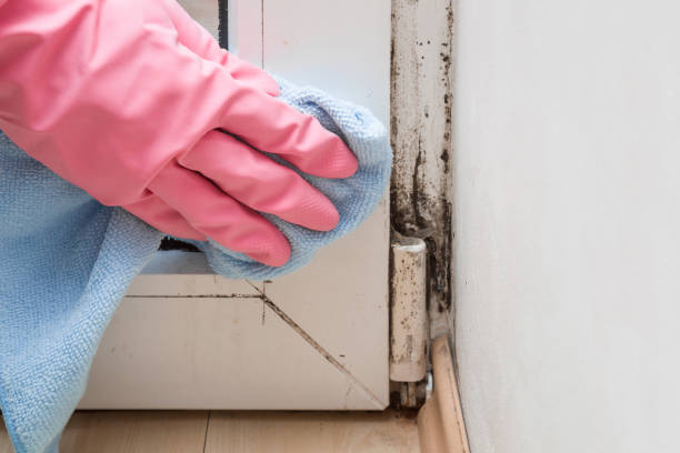 Best Local Mold Removal Service  in Vienna, IL