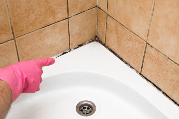 Best Mold Remediation  in Vienna, IL